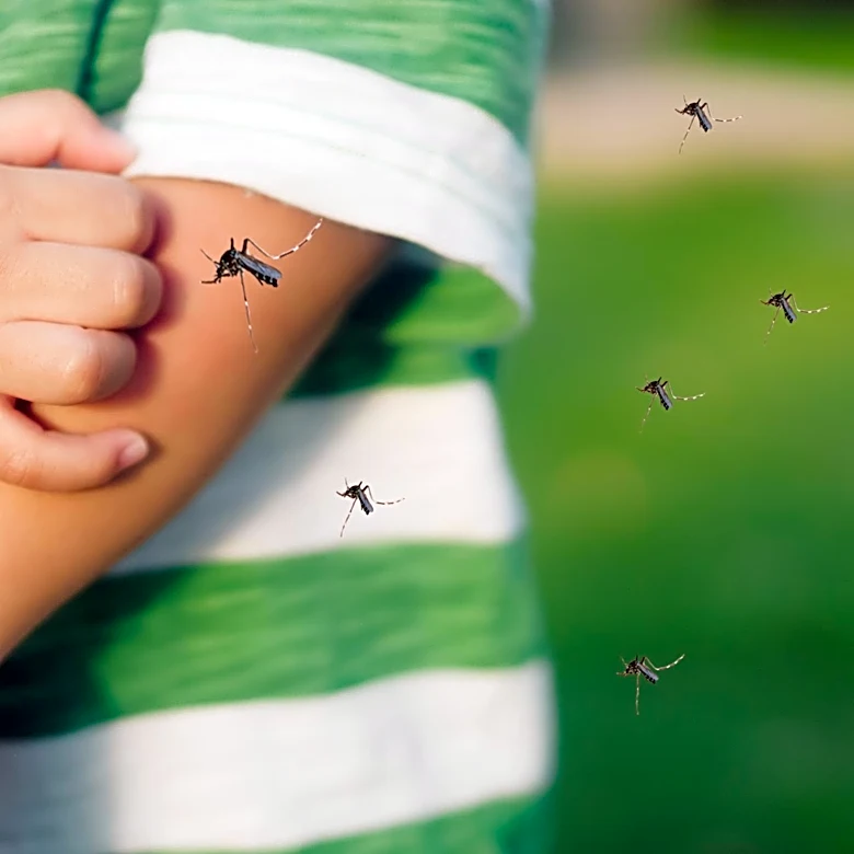 Florida Health Officials Confirm Dengue Case, Urge Mosquito Precautions
