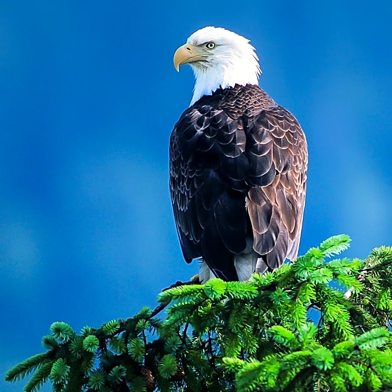 Jackie the Bald Eagle Shows Signs of Recovery Amid Ongoing Health Battle