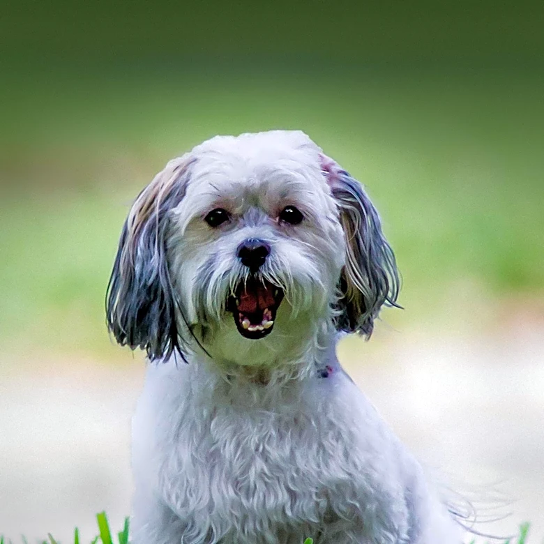 Texas Dog Deuce Recovers After Severe Porcupine Attack