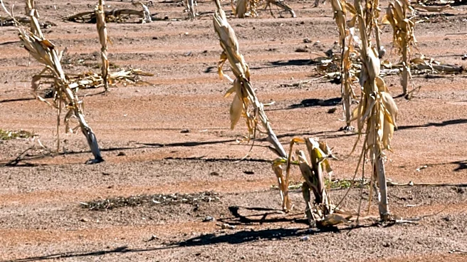 UK Farmers Face Crop Shortages Due to Drought and Heat, Turning to Imports