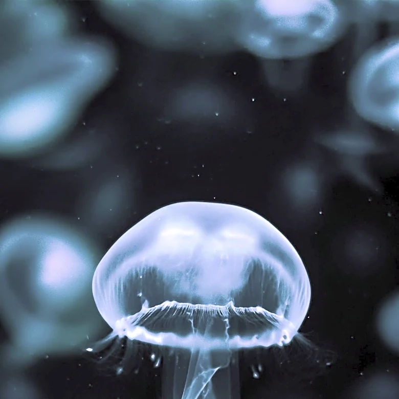 Ocean City Sees Rise in Jellyfish Stings: What Swimmers Need to Know