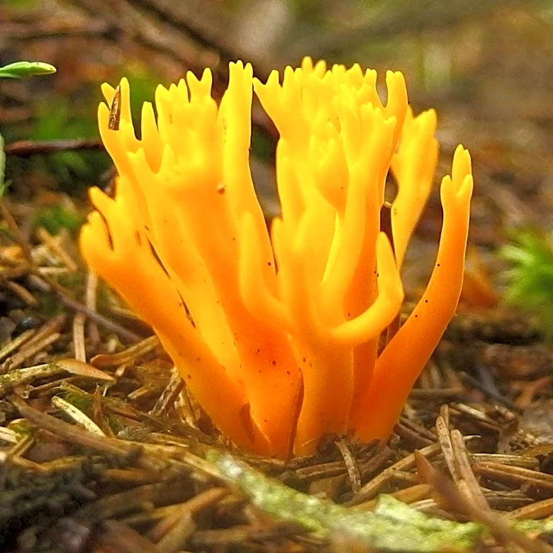 Student's Fungi Timelapse Videos Highlight Biodiversity and Taxonomy