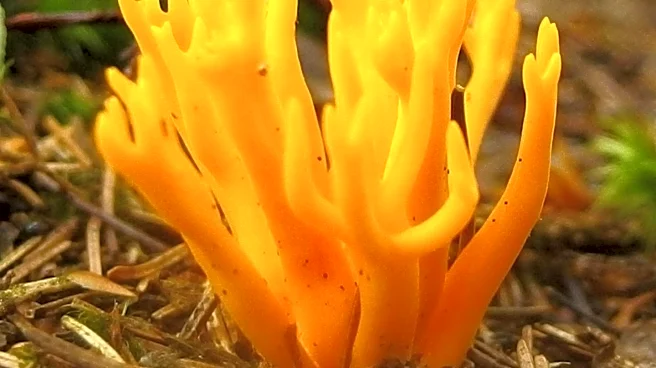 Student's Fungi Timelapse Videos Highlight Biodiversity and Taxonomy