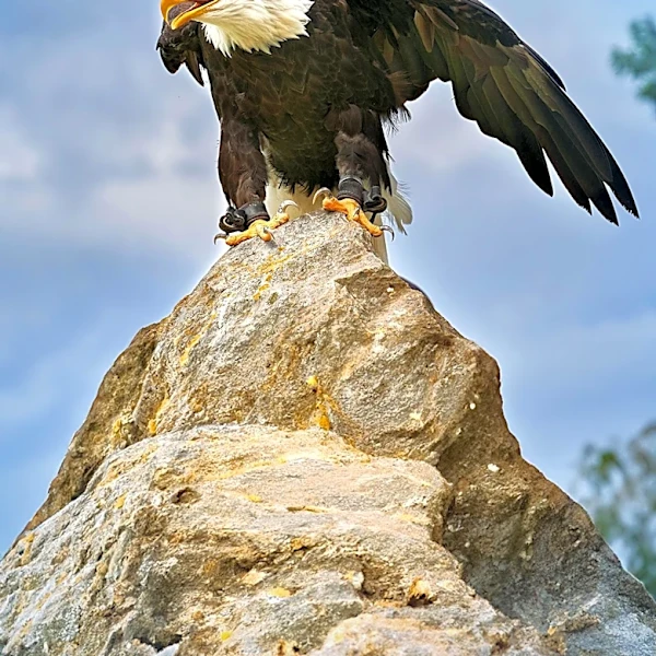 Ojai Raptor Center Reports Jackie the Bald Eagle Shows Signs of Recovery Amid Health Crisis