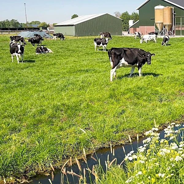 Somerset Dairy Farmers Face Financial Strain Amid Rising Costs and Falling Milk Prices