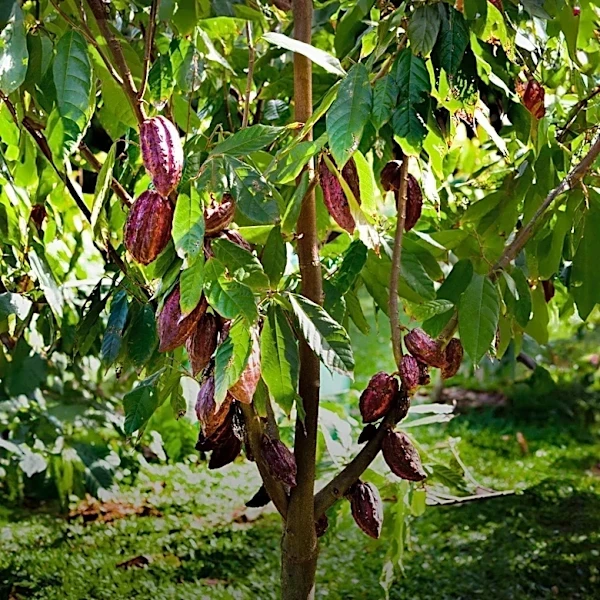 Ghana Cocoa Board Warns of 16% Output Decline Amid El Niño Threat