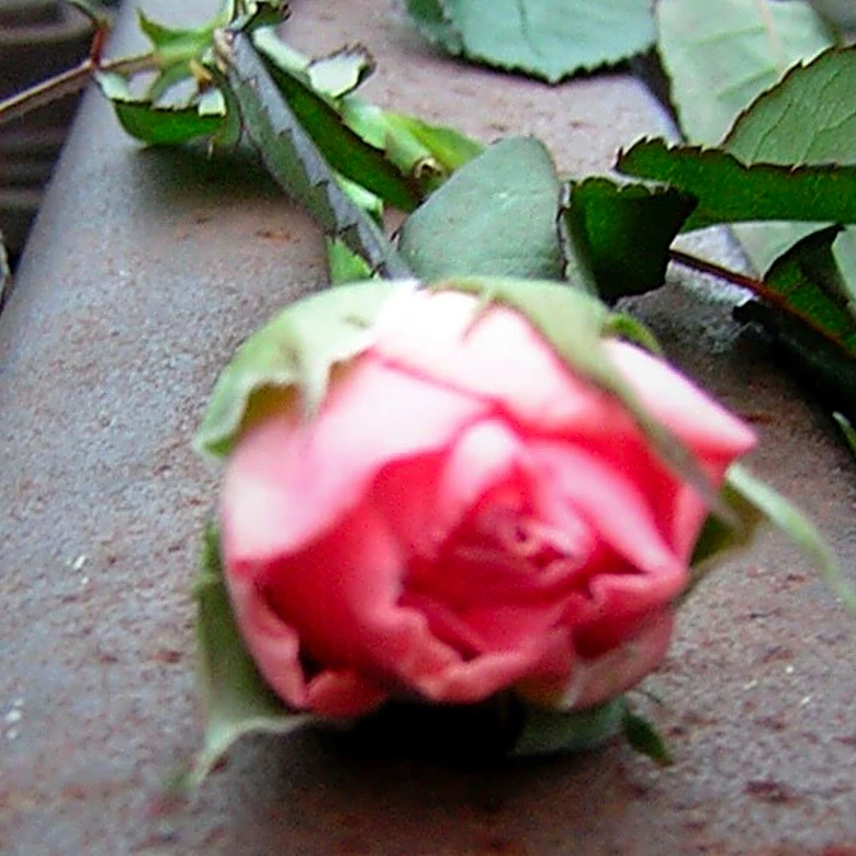Eastern Europe Commemorates Roma Holocaust with Memorial Events