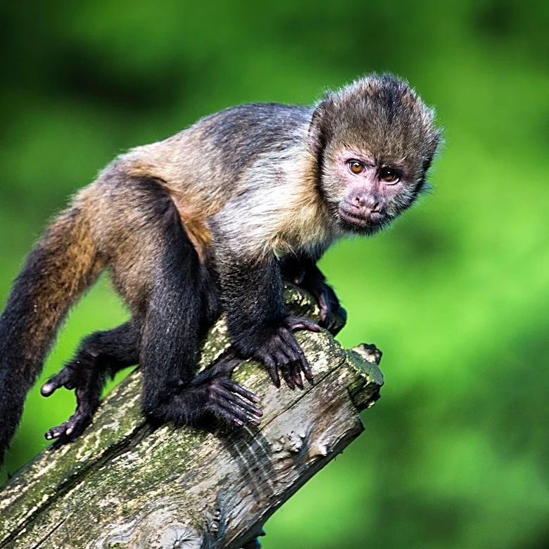 AI System Revolutionizes Cognitive Studies of Wild Capuchin Monkeys