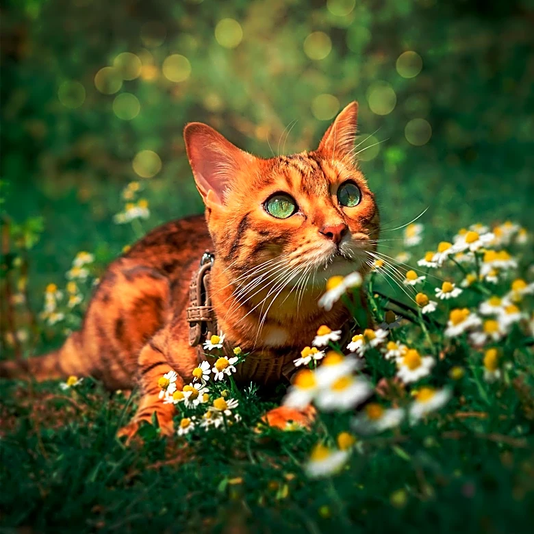 Escaped Savannah Cat Found in Ohio Woods After Search