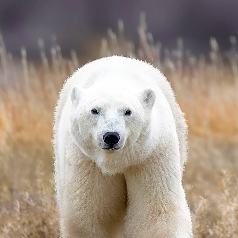 Wyoming Game and Fish Department Safely Relocates Yearling Bear from Casper Garage