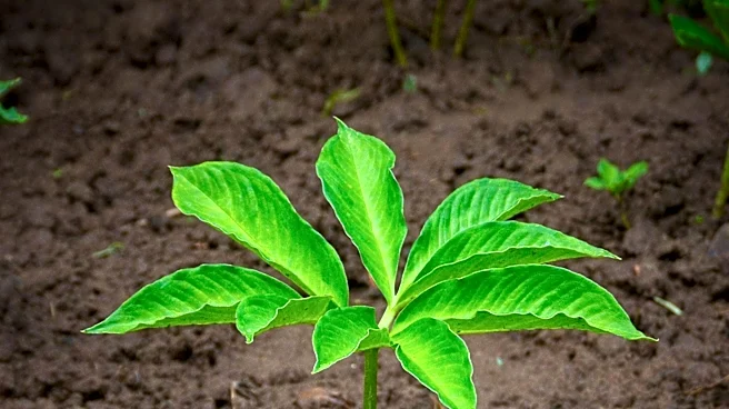 Limpopo Department Invites Hemp Permit Holders for Pilot Project Support