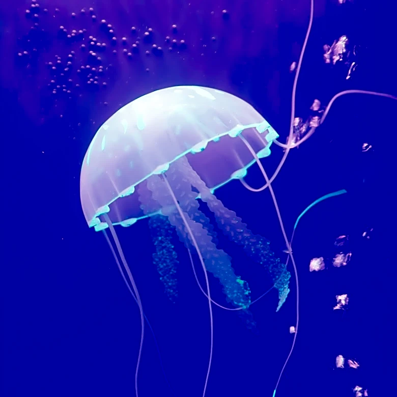Increase in Jellyfish Stings Reported at Ocean City Beaches