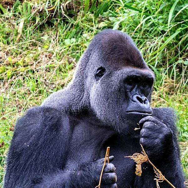 Virunga National Park Implements Health Measures to Protect Gorillas and Communities from Ebola