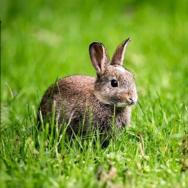 Suffolk County Health Officials Report Three Probable Cases of Rare 'Rabbit Fever'