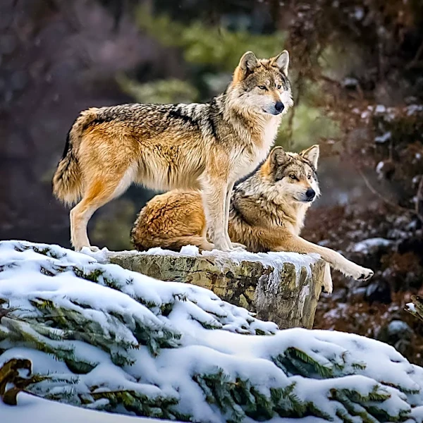 Texas Influencer Offers $10,000 for Identities of Hunters Who Kill Yellowstone Wolves Outside Park