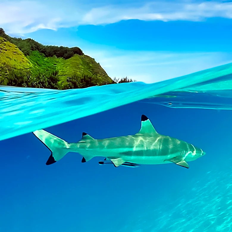 UH Researchers Identify Blacktip Shark Nursery in Hilo Bay