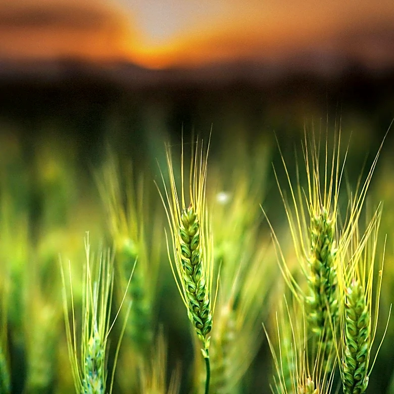 Tel Aviv University Identifies Gene to Enhance Wheat Yields and Nutrition