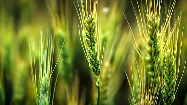 Tel Aviv University Identifies Gene to Enhance Wheat Yields and Nutrition