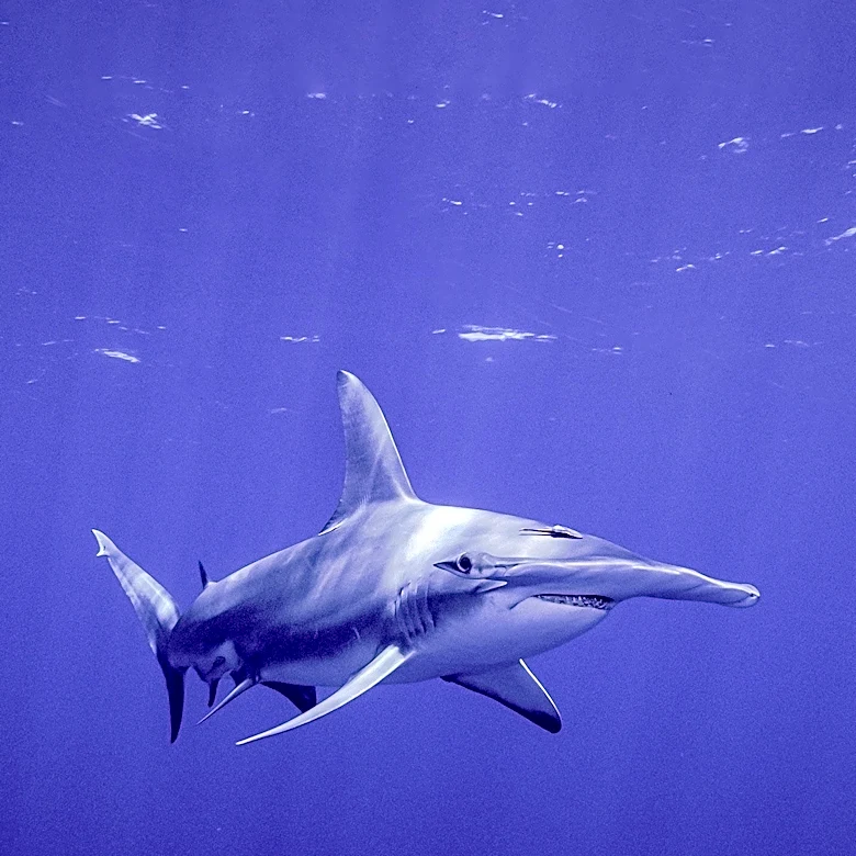 Atlantic Shark Institute Discovers Hammerhead Sharks During Tagging Mission