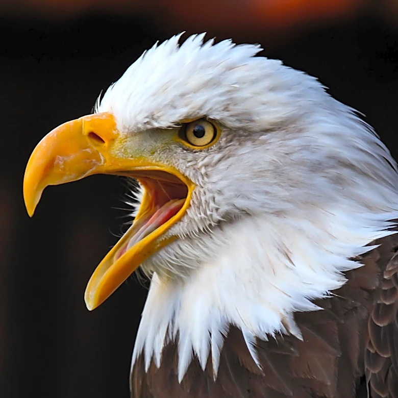 Rescued Bald Eagle Released Back into the Wild in Kentucky After Recovery