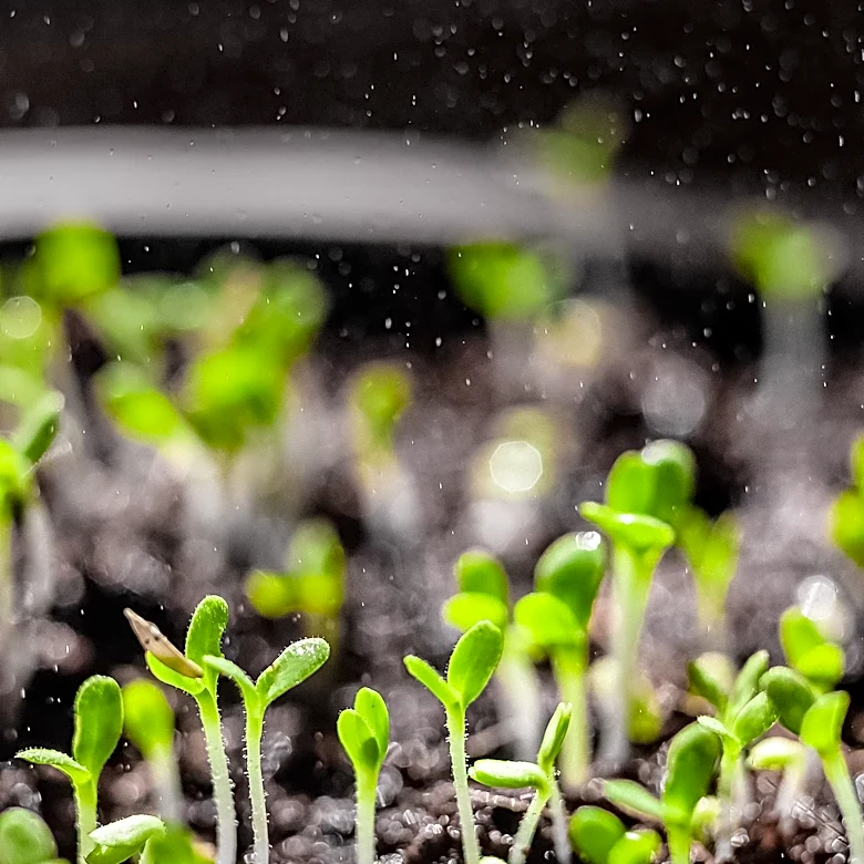 MIT Researchers Discover Seeds Respond to Rain Sounds, Sprouting Faster