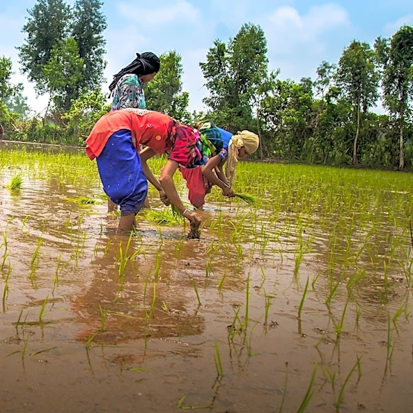 New Boat Enhances Women's Pearl Farming in Fiji, Boosting Climate-Resilient Livelihoods