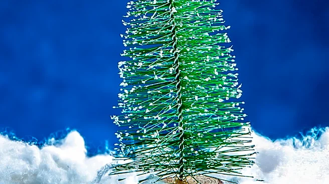 New Orleans Recycles Christmas Trees to Restore Coastal Wetlands