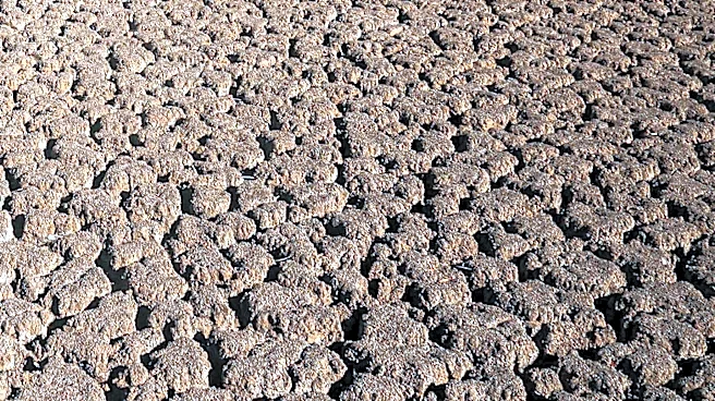 Montana Governor Greg Gianforte Announces Federal Drought Disaster Designation for Five Counties
