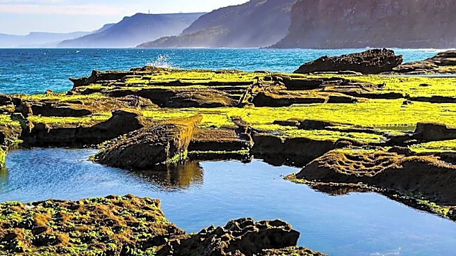 California's Costly Battle Against Invasive 'Killer Algae' in Coastal Waters