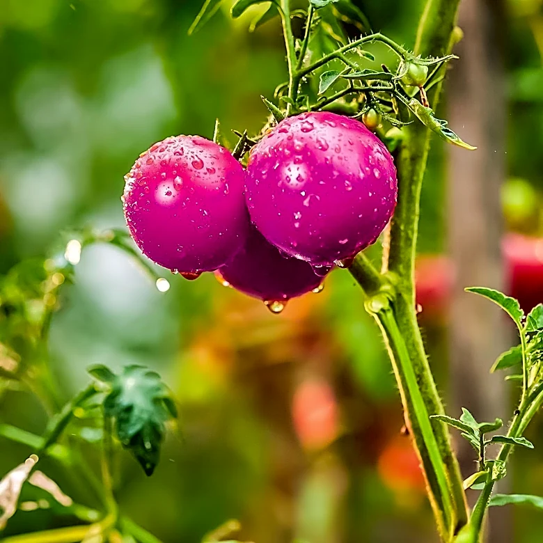 Warren, Arkansas: A Historical Look at the Timber Industry and Pink Tomato Festival