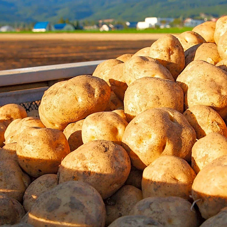 Belarusian President Lukashenko's Agricultural Diplomacy Expands to Myanmar with Potato Trials
