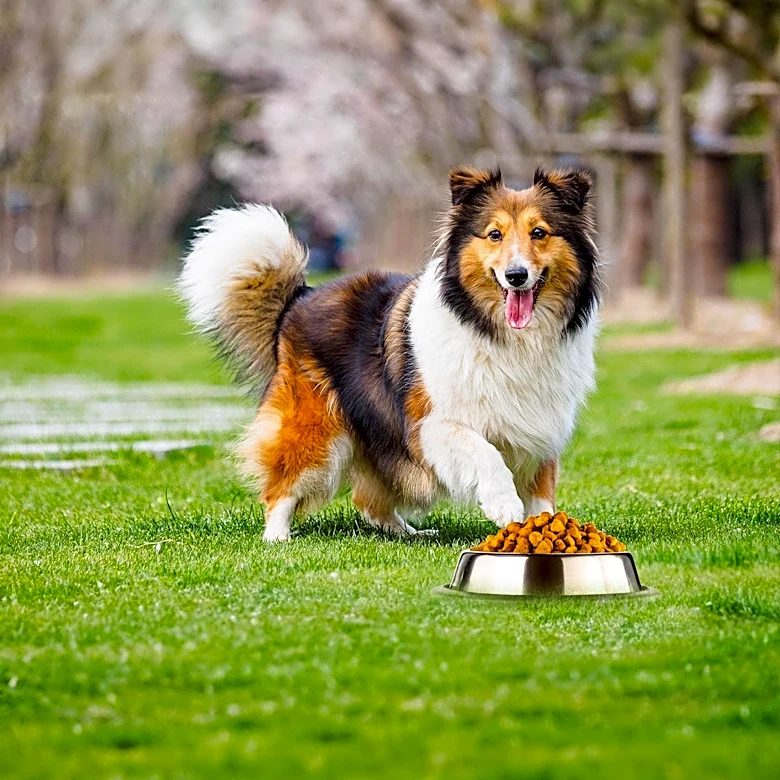 Heroic Sheepdog Aids First Responders in Southern California Rescue