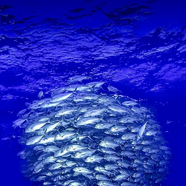 Largest Migration on Earth: Marine Animals' Daily Journey