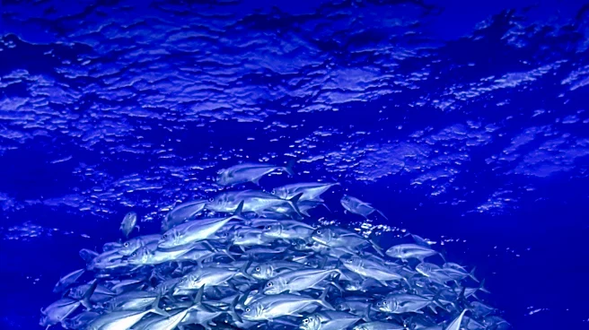 Largest Migration on Earth: Marine Animals' Daily Journey