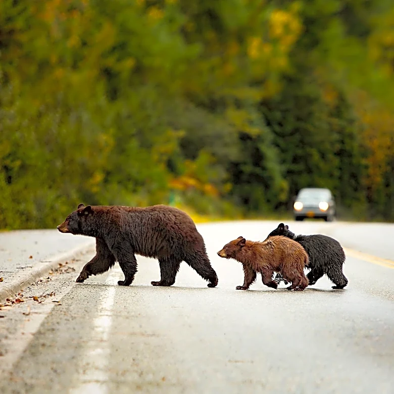 President Trump Weakens Endangered Species Protections, Raising Concerns for Canadian Wildlife