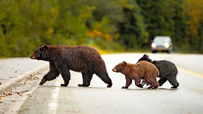 President Trump Weakens Endangered Species Protections, Raising Concerns for Canadian Wildlife