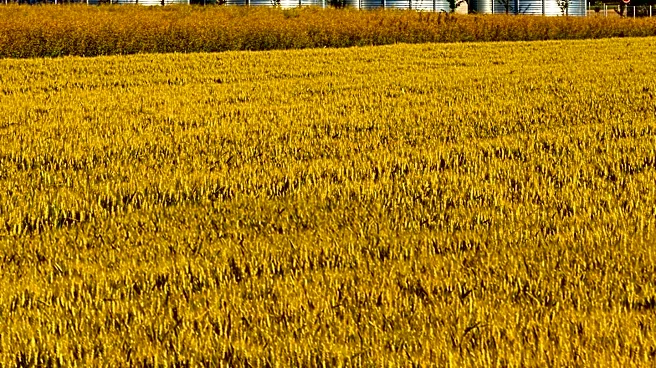 Ukrainian Farmers Adapt to Disrupted Grain Exports with Temporary Storage Solutions