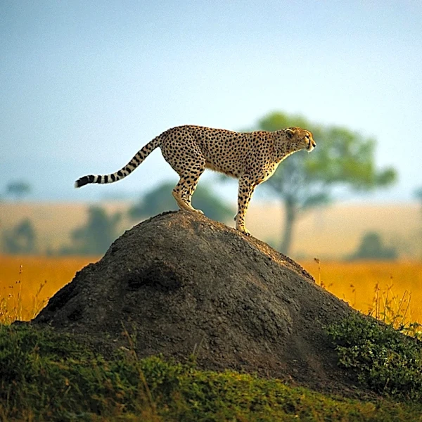 Kenya's Maasai Mara Faces Legal Battle Over Tourism Development Impact