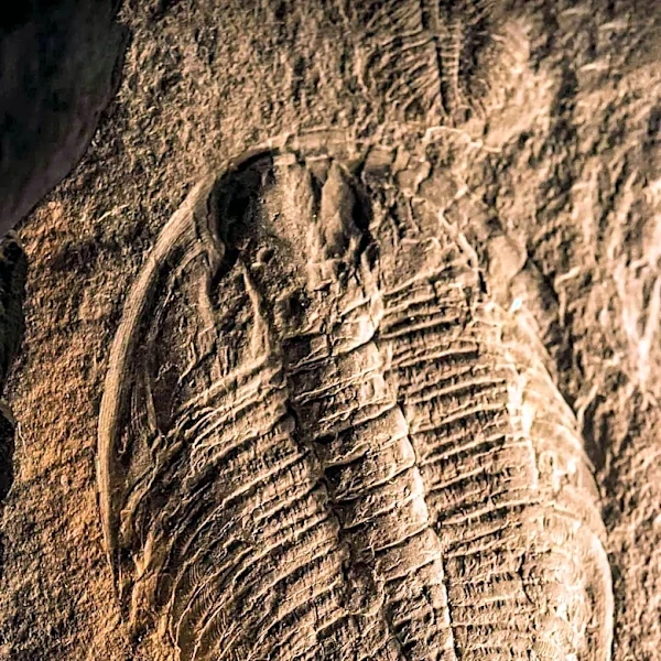Fossil Fuel Formation: Understanding the Origins and Limitations of Nonrenewable Energy Sources