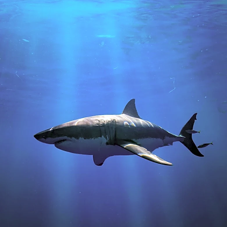 Great White Shark Percy Tracks Near Long Island, Indicating Migration Patterns