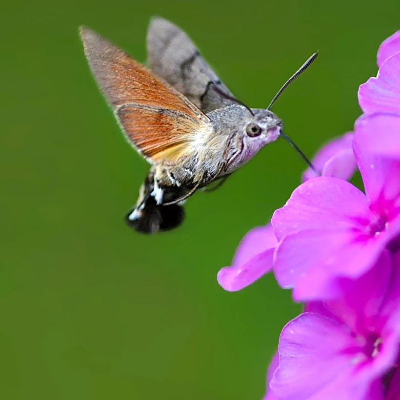Hummingbird Hawk-Moths Signal Potential Insect Boom in UK Gardens