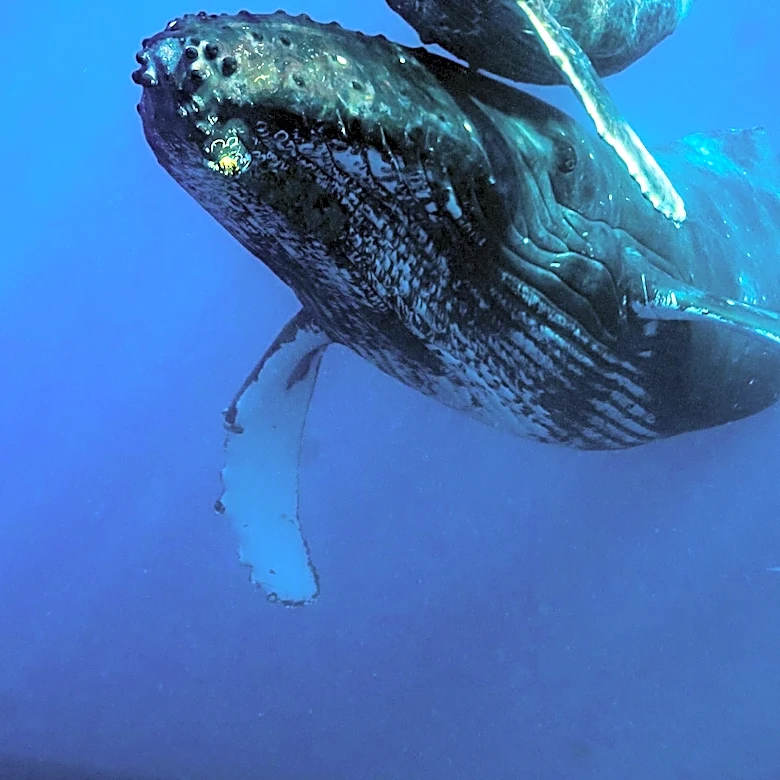 University of Hawaii Researchers Use Drones to Tag Humpback Whales