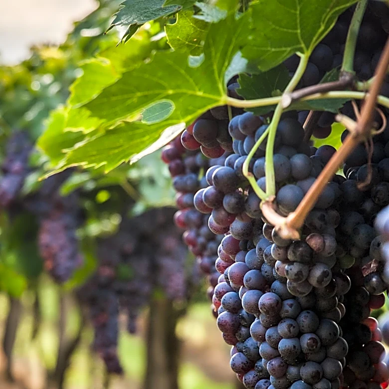 Bordeaux Vineyards Face Early Harvest Due to Heatwaves and Drought