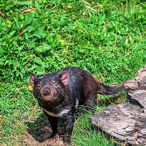 Tasmanian Devil Found Alive After Escaping Australian Park