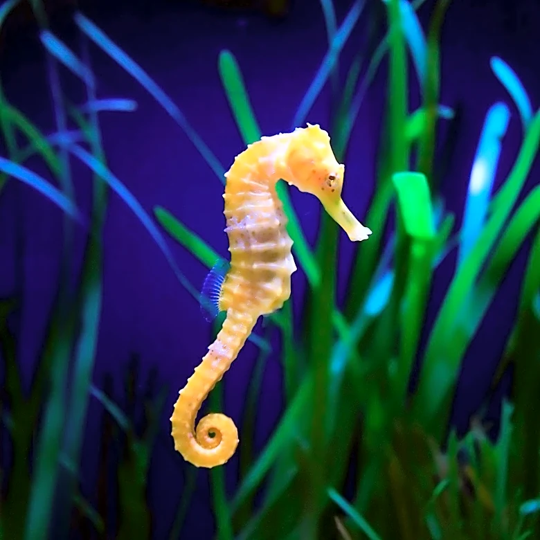 New Museum Discovery Reveals Evolutionary Secrets of Seahorses
