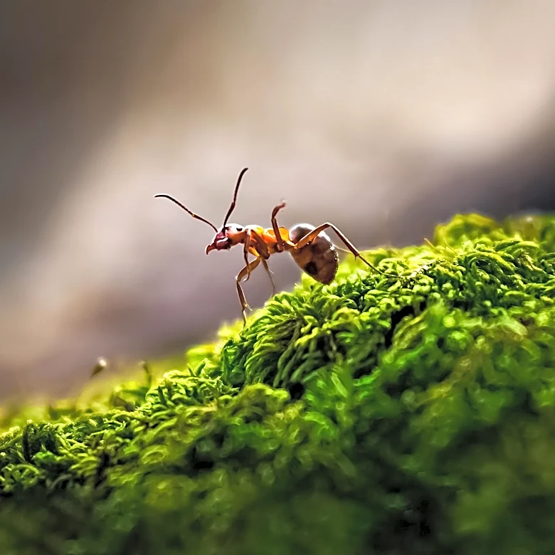 Massachusetts Health Officials Warn of Spread of Venomous Asian Needle Ants