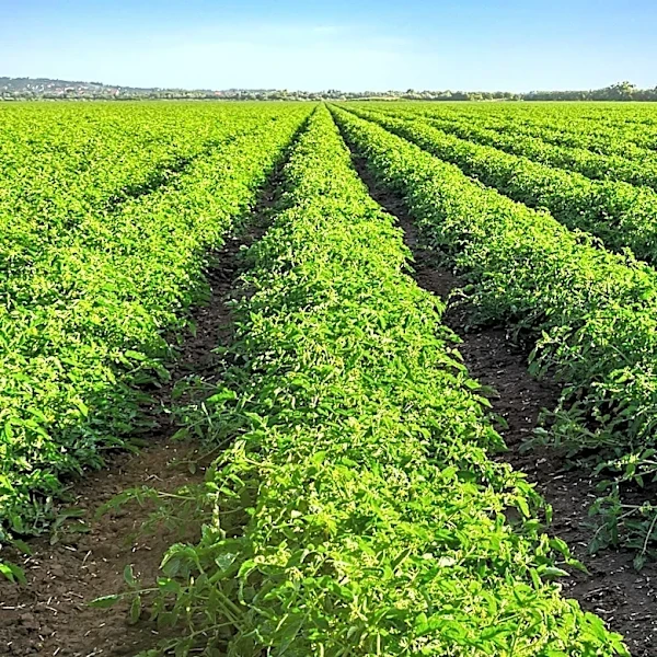 Zambian President Hichilema Promises Enhanced Agriculture and Infrastructure Support in Katete