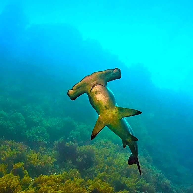 Atlantic Shark Institute Tags First Hammerhead Shark in Rhode Island Waters