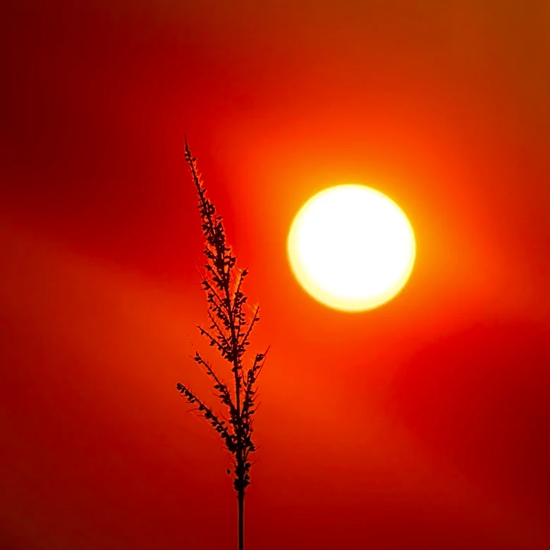Seattle and Western Washington Brace for Heat and Wildfire Smoke