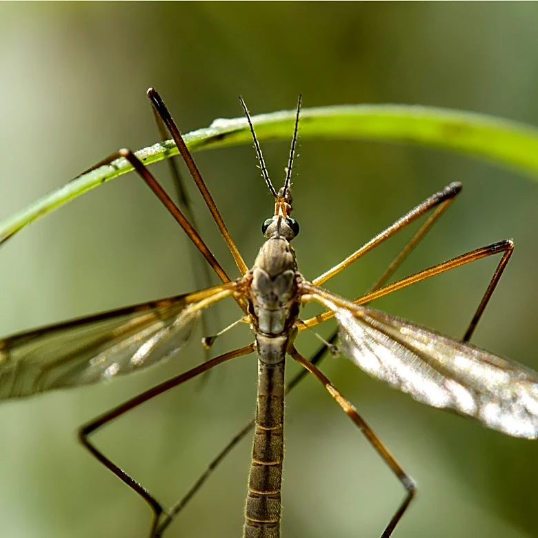 Maryland Health Department Confirms First West Nile Virus Case of 2026, Details Withheld